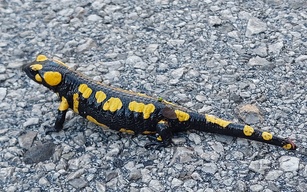 Salamandra
Foto: J.L Cebollada